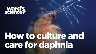 Caring and Culturing for Daphnia [upl. by Anomas485]