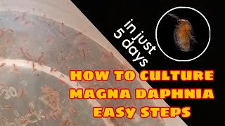 How to Culture Magna Daphnia Easily [upl. by Rosse]