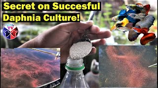 How to Culture Daphnia Successfully [upl. by Lil]