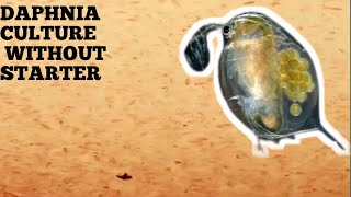 HOW TO CULTURE DAPHNIA NATURALLY WITHOUT A STARTER [upl. by Previdi946]