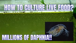 How to Culture Daphnia Secret Method to Breed MILLIONS  Simply Aquatic [upl. by Annayhs381]