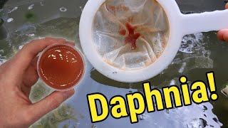 How I Culture Daphnia In Outdoor Tubs [upl. by Om]