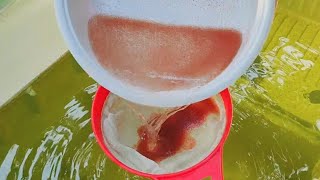 How to culture daphnia  Daphnia culture  How to grow daphnia outdoor [upl. by Kassia]