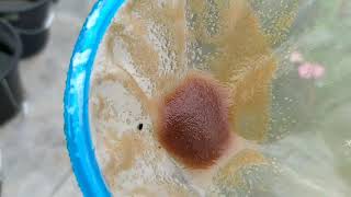 How to culture daphnia moina in a small container Part 1 English Subtitle [upl. by Nylannej72]