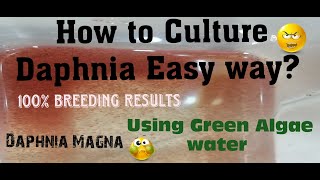 Daphnia MagnaHow to Culture Daphnia Easy wayCulturing Daphnia using Green water Daphnia [upl. by Noland266]