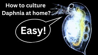 BEST Live Fish Food Beginner guide How to Culture Daphnia at home [upl. by Gintz]