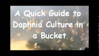 How to culture daphnia outside [upl. by Atidnan]