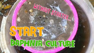 How to culture daphnia moina the easy way 1  Starting the Daphnia culture [upl. by Frank]