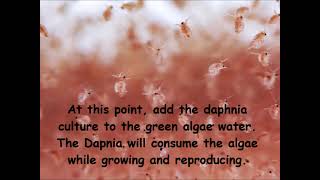 Daphnia  How to grow daphnia in your home [upl. by Dolores]