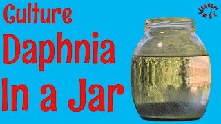 How to Culture Daphnia in a Jar [upl. by Farny]