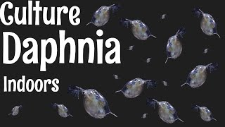 How to Culture Daphnia [upl. by Llerdnam]