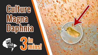 How to culture DAPHNIA MAGNA  The easy way [upl. by Koehler83]