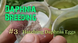 Daphnia Culture made simple and easy 3  Hatching Daphnia eggs [upl. by Letnom20]