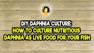 DIY Daphnia Culture How to Culture Nutritious Daphnia as Live Food for Your Fish [upl. by Cummine]