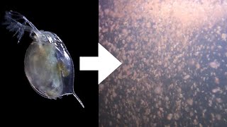 How I Culture Daphnia [upl. by Eoj964]