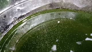 DAPHNIA MOINA CULTURE IN A SMALL BUCKET [upl. by Rocray]