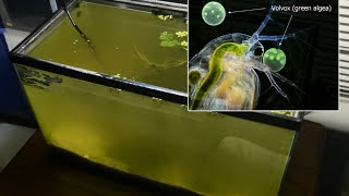 Raising Daphnia for the Freshwater Aquarium [upl. by Acul]