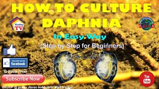 HOW TO CULTURE DAPHNIA In Easy Way [upl. by Kalmick994]